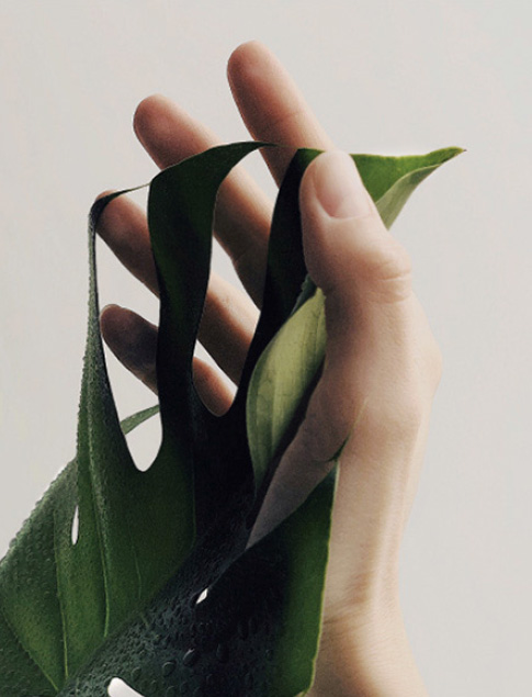 Hand holding a leaf as a symbol of respect for the environment.